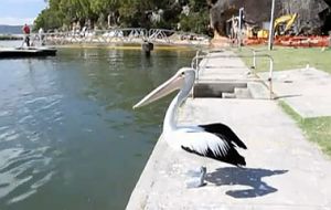 Fishing takes toll on pelicans